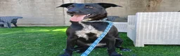 Meticcio cani in regalo:  Kora - Annuncio 7