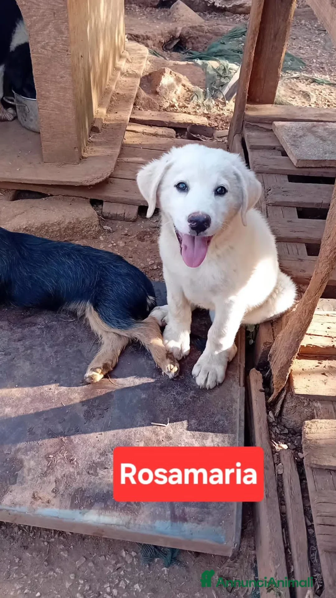 Meticcio cani in regalo: rosamaria - Annuncio 1
