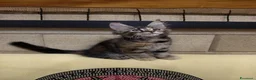 Maine Coon gatti in vendita: Tenera cucciola Maine Coon  - Annuncio 3