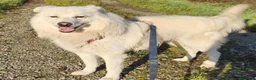 Meticcio cani in regalo: 5anni,dalla catena al canile 3anni fa!NOVARA SOS - Annuncio 7