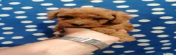 Barboncino Toy cani in vendita: Barbonicini Toy cuccioli - Annuncio 5