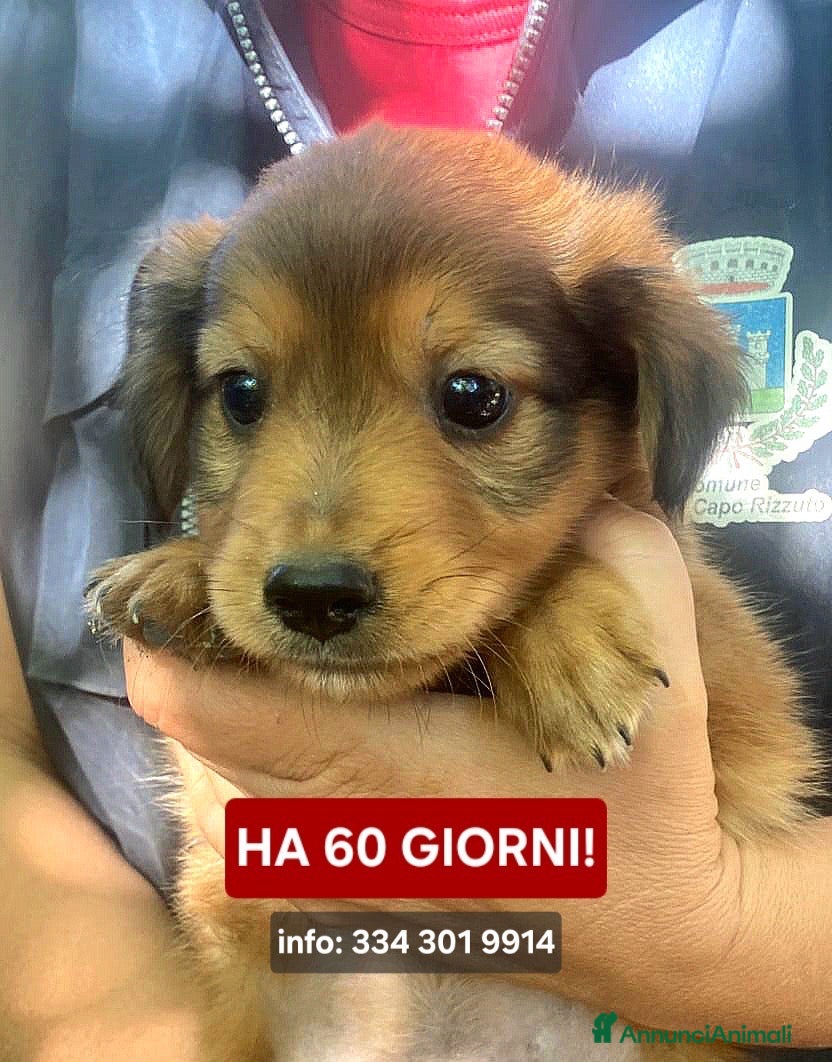 Meticcio cani BISCOTTO 💙 DUE ZAMPETTE, UN CUORE DA CONQUISTARE - Annuncio 24