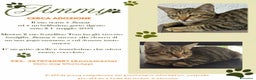 Europeo gatti in regalo: JIMMY, dolce micino in adozione! - Annuncio 6