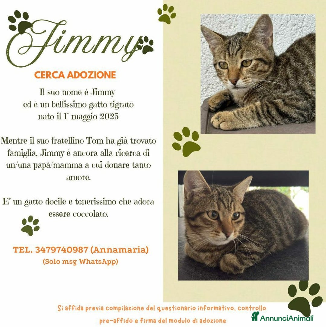 Europeo gatti in regalo: JIMMY, dolce micino in adozione! - Annuncio 6