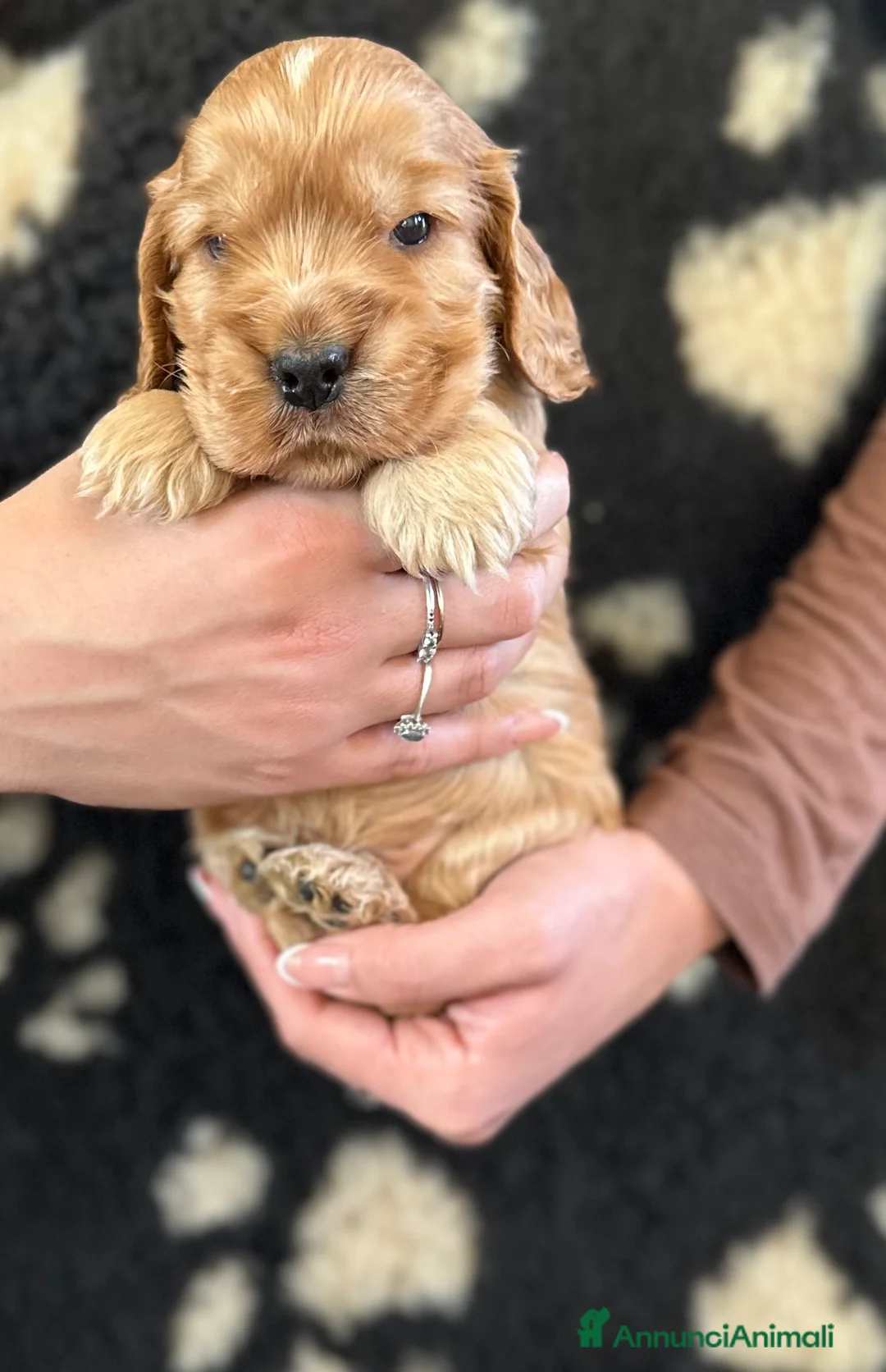 Cocker cani in vendita: Cocker spaniel inglese  - Annuncio 3