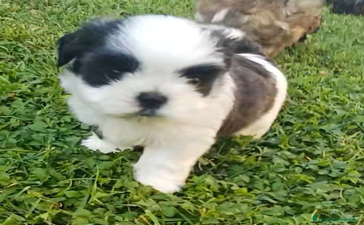 Shih Tzu cani a Provincia di Vicenza - Annuncio 4