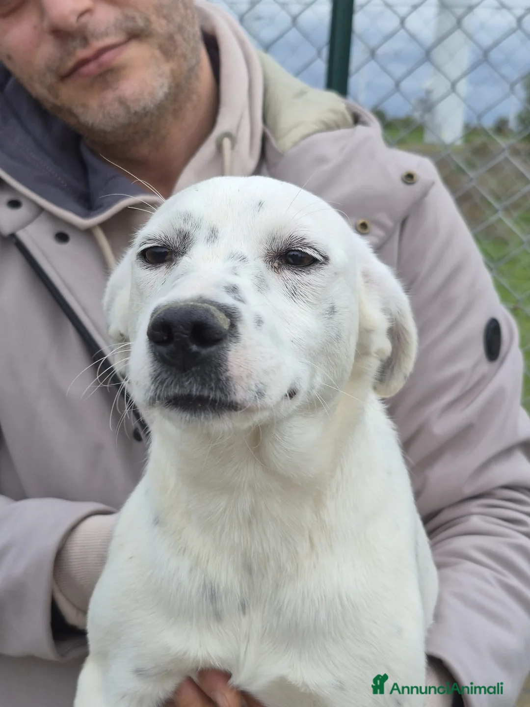 Meticcio cani in regalo: Tanti cuccioli cercano un porto sicuro - Annuncio 15