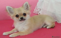 Chihuahua cani in vendita: Chihuahua maschio a pelo lungo con Pedegree Enci  - Annuncio 1