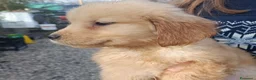 Golden Retriever cani in vendita: Golden retriever femmine  - Annuncio 4