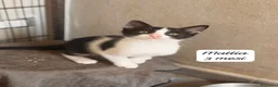 Meticcio gatti in regalo: Gattini desiderosi di trovare famiglie a Provincia di Prato - Annuncio 8