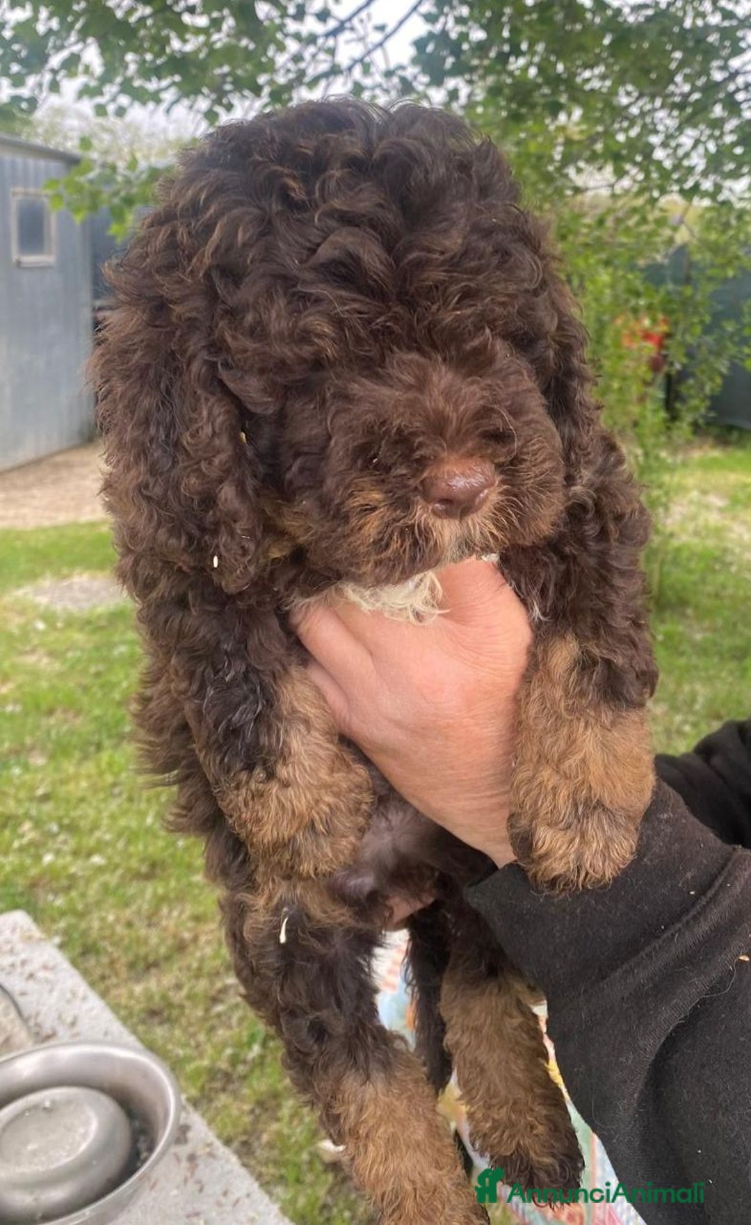 Lagotto cani in vendita: Cuccioli di Lagotto con pedigree, test e RX - Immagine 2
