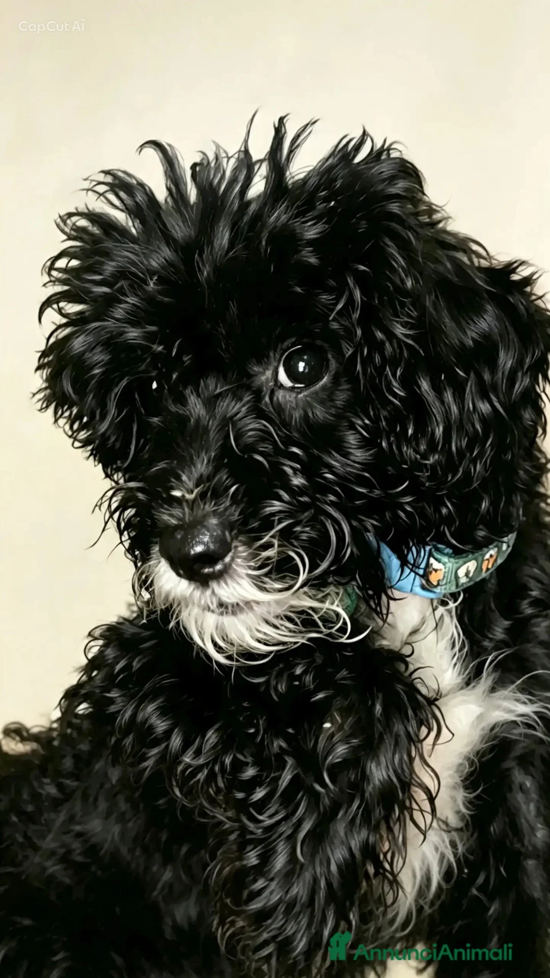 Barboncino Toy cani in vendita: Cuccioli di barbone toy - Annuncio 2
