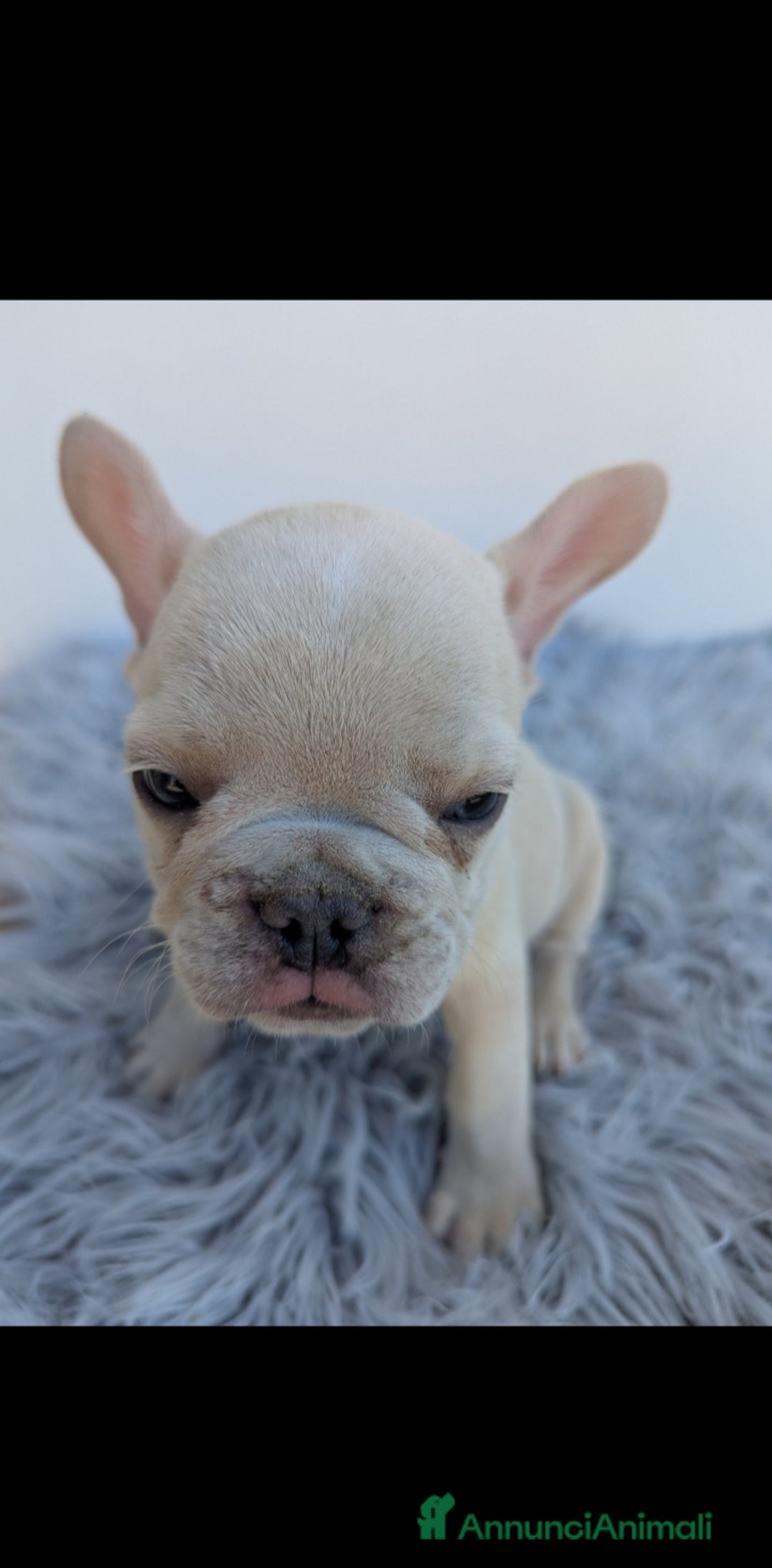 Bulldog Francese cani in vendita: Bulldog francese cuccioli - Annuncio 4