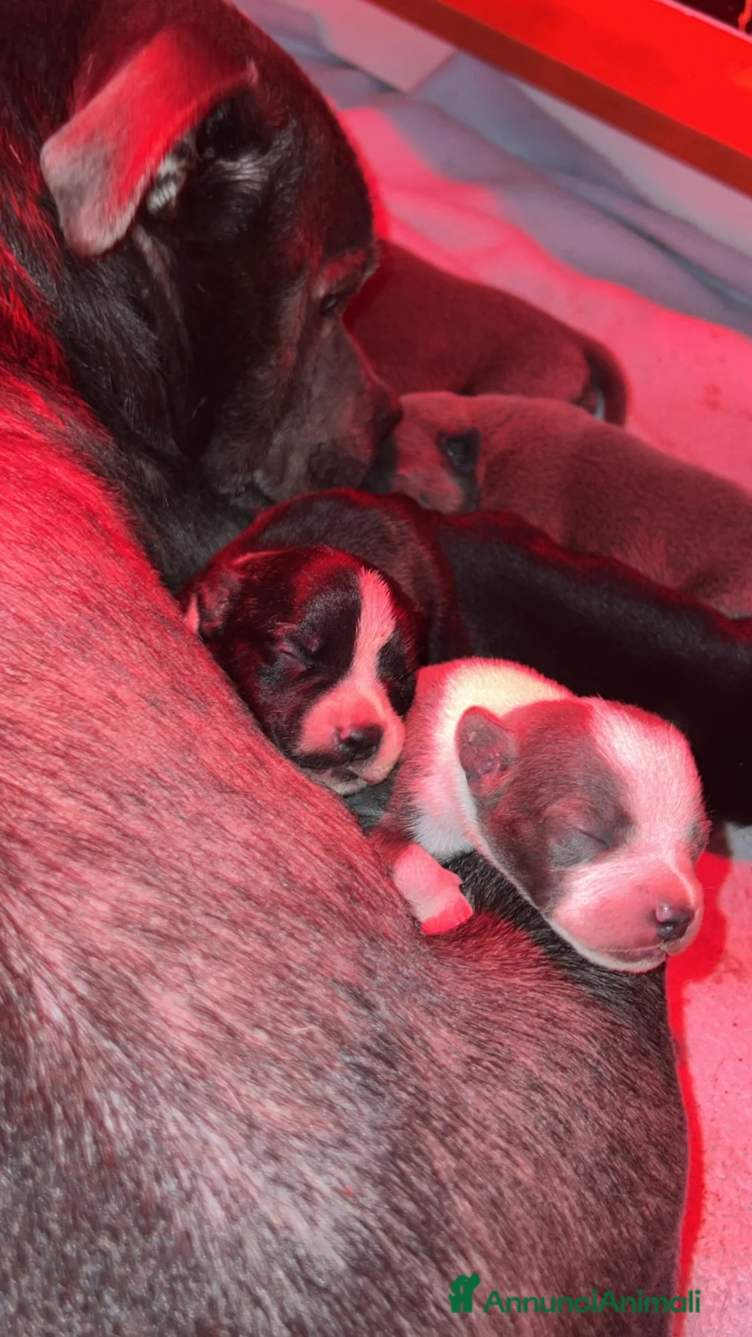 Staffordshire cani in vendita: Staffordshire bull terrier  - Annuncio 5