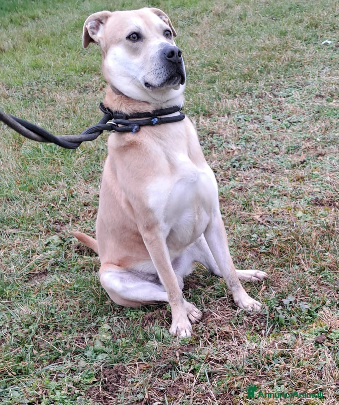 Altre razze cani in regalo: aaron - Annuncio 2