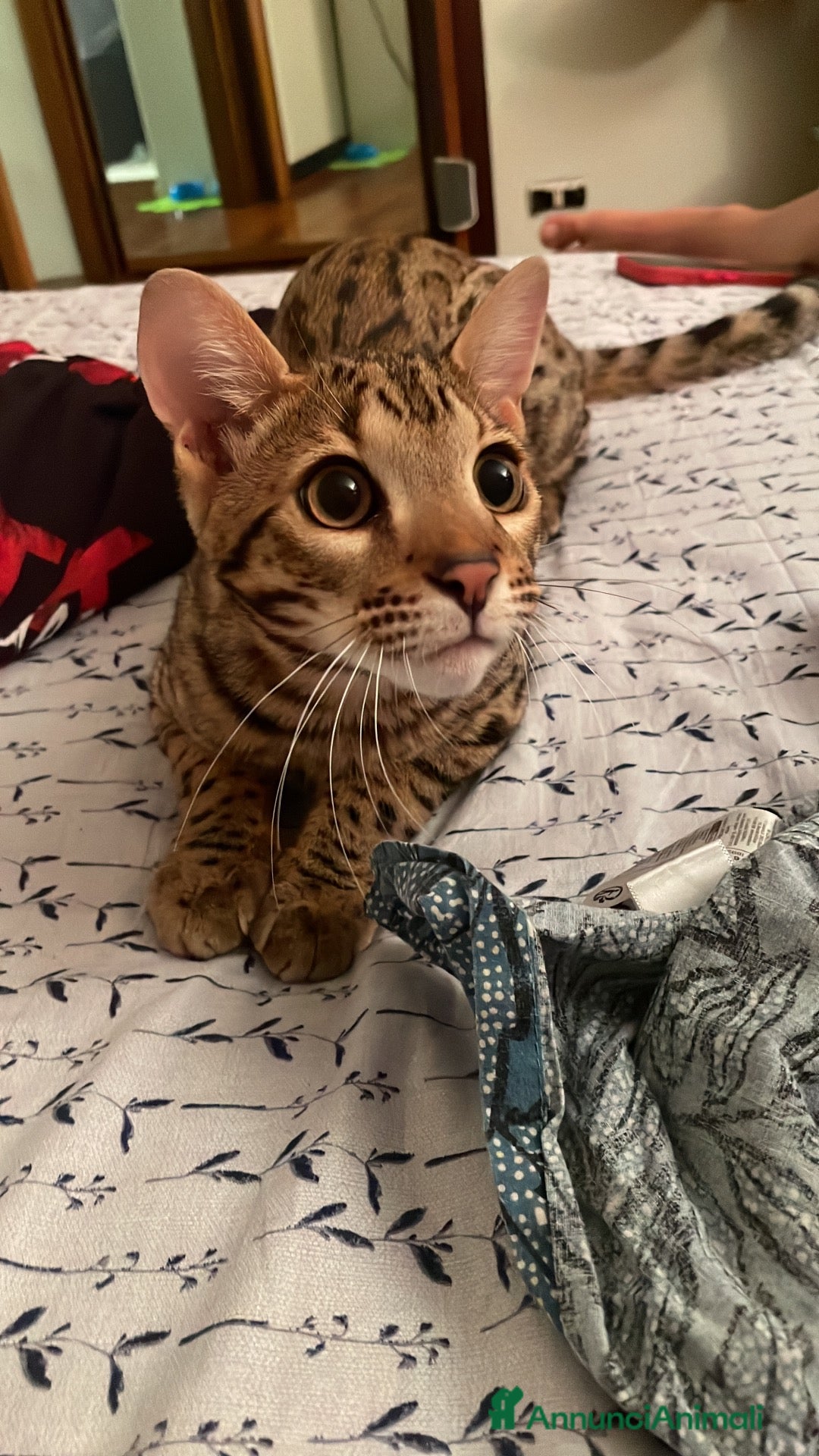 Bengala gatti Gatto bengala - Annuncio 14