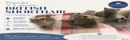British gatti in vendita: British short hair  - Annuncio 1