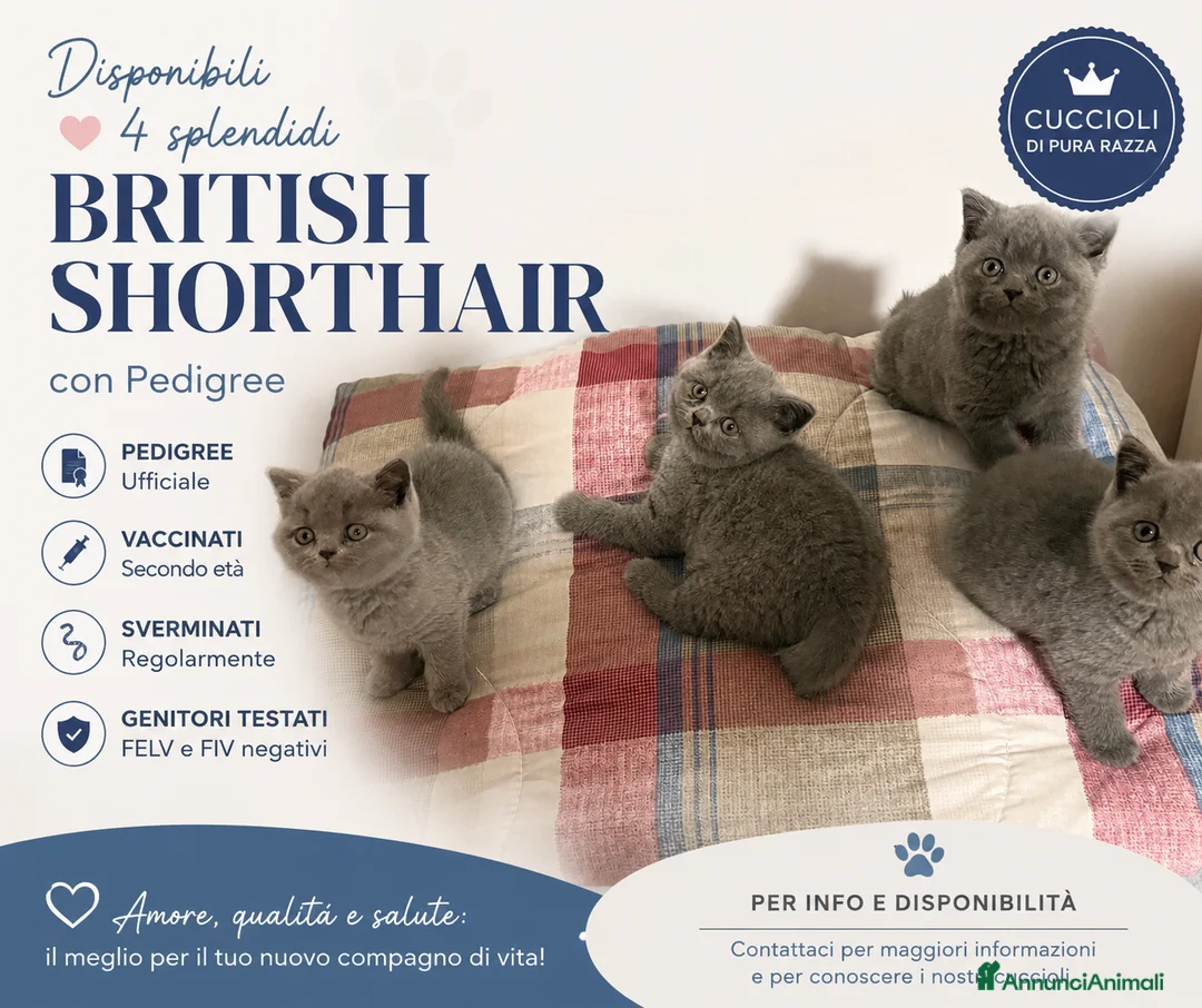 British gatti in vendita: British short hair  - Annuncio 1