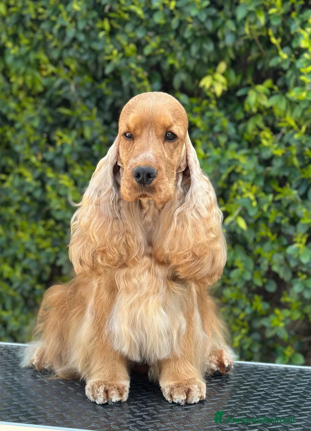 Cocker cani in vendita: Cocker spaniel inglese  - Annuncio 4