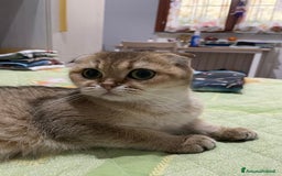 Scottish gatti in vendita: Scottish Fold - Immagine 7