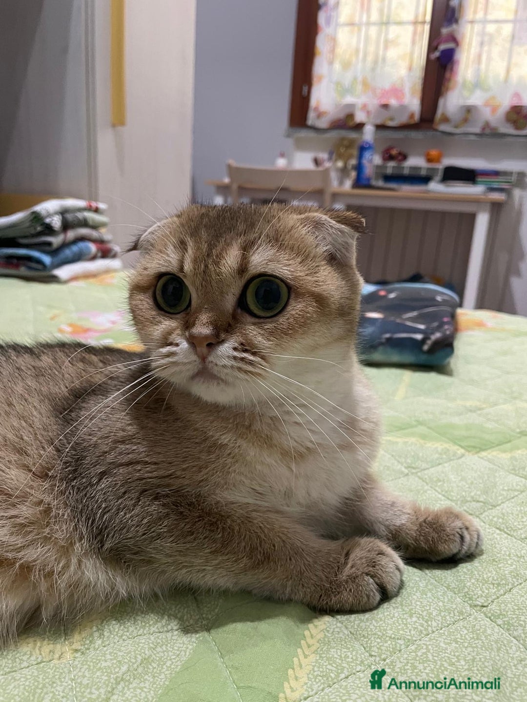 Scottish gatti in vendita: Scottish Fold - Immagine 7