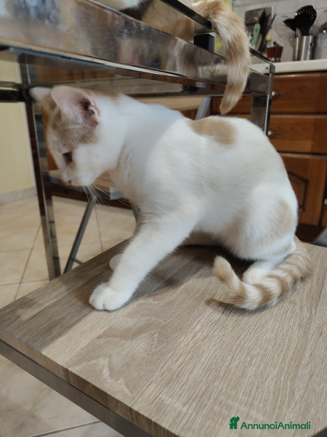 Altre razze gatti in regalo: Cuccioli di gatto  - Annuncio 3