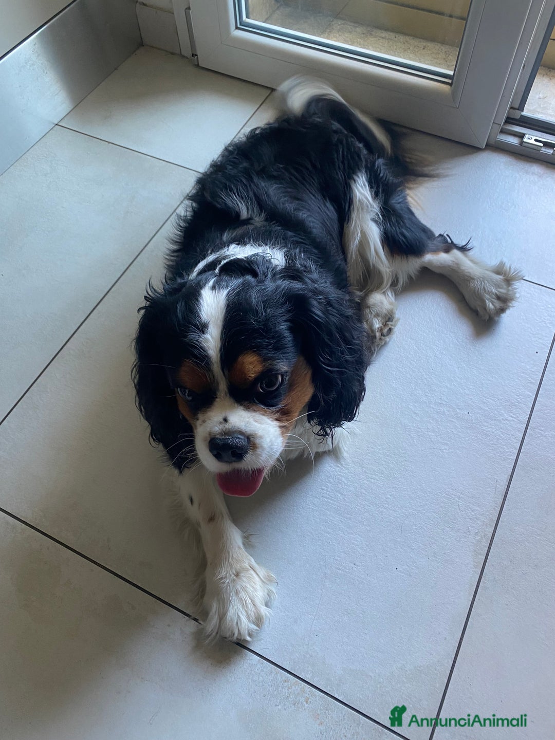 Cavalier King cani in regalo: Cavalier King Charles Spaniel - Annuncio 5