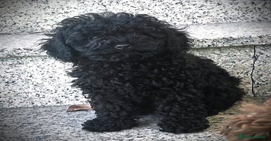 Barboncino cani a Provincia di Pavia - Annuncio 14