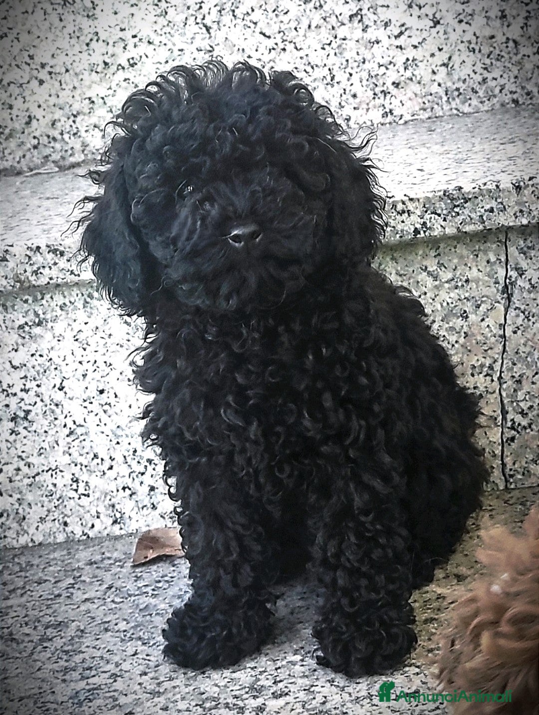 Barboncino cani in vendita: Barboncini cuccioli a Provincia di Pavia - Immagine 3
