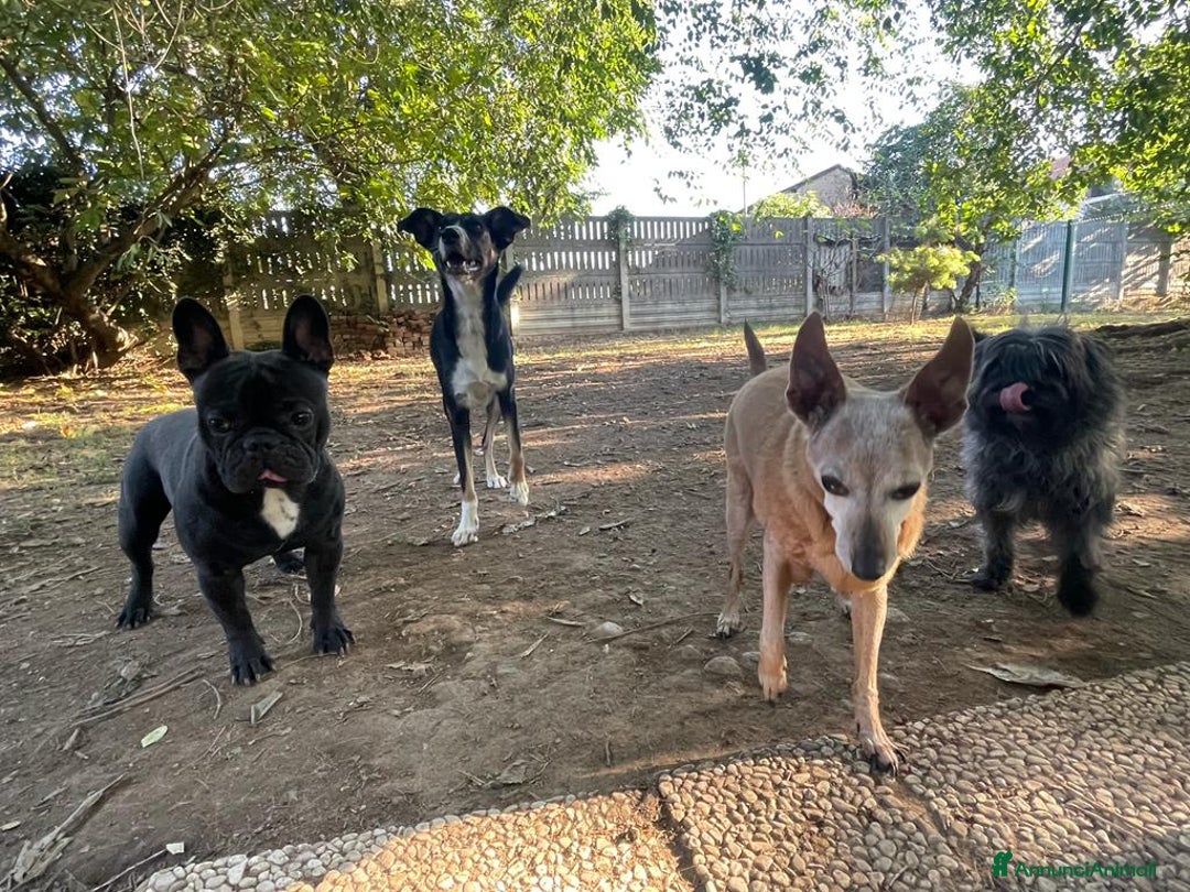 Bulldog Francese cani per accoppiamento: Bulldog francese maschio per accoppiamento - Annuncio 9