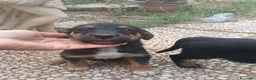 Meticcio cani in regalo: Si regala bellissima cucciola non lasciamola sola - Annuncio 2