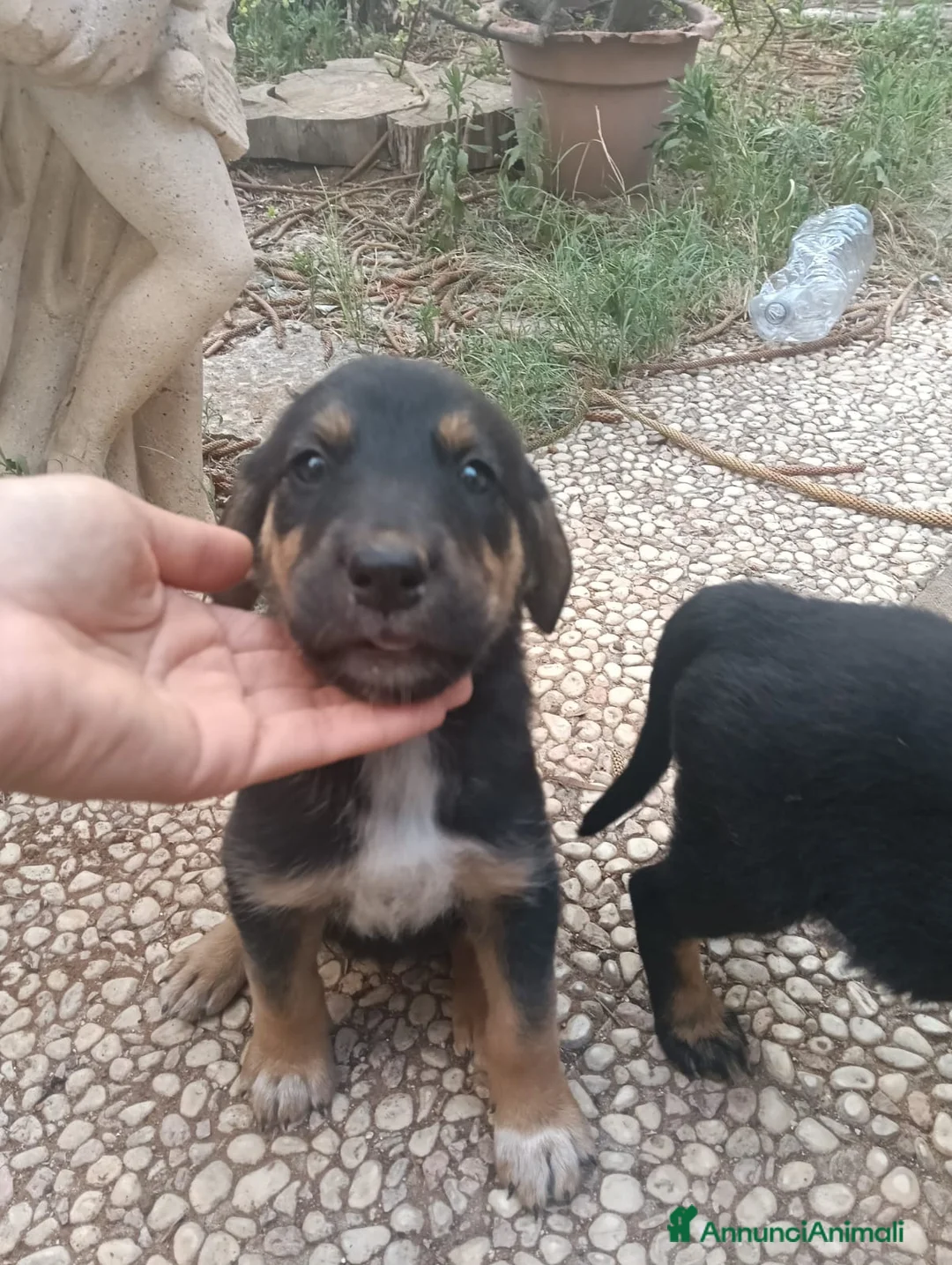 Meticcio cani in regalo: Si regala bellissima cucciola non lasciamola sola - Annuncio 2