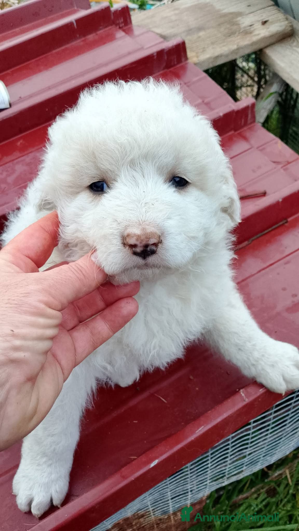 Meticcio cani Cucciolata, 2/3 mesi, misto maremmano  - Annuncio 5