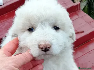 Meticcio cani Cucciolata, 2/3 mesi, misto maremmano - Annuncio 5