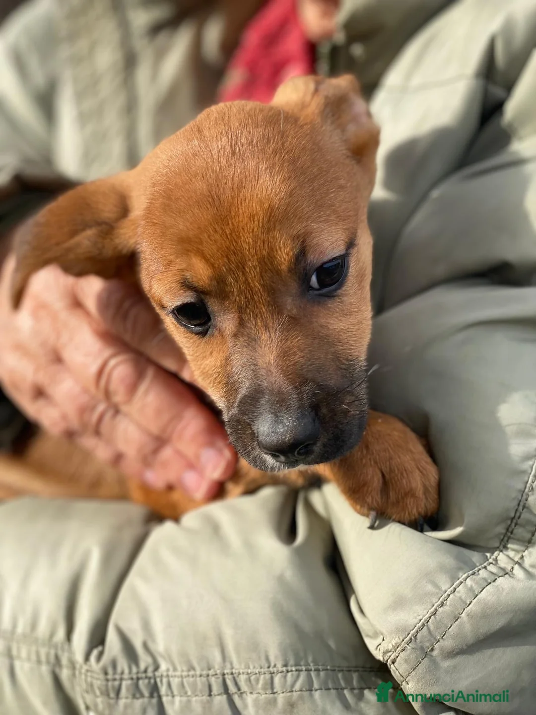 Meticcio cani in regalo: BALLERINA🩷-cucciola futura taglia medio/piccola🥰 - Annuncio 5