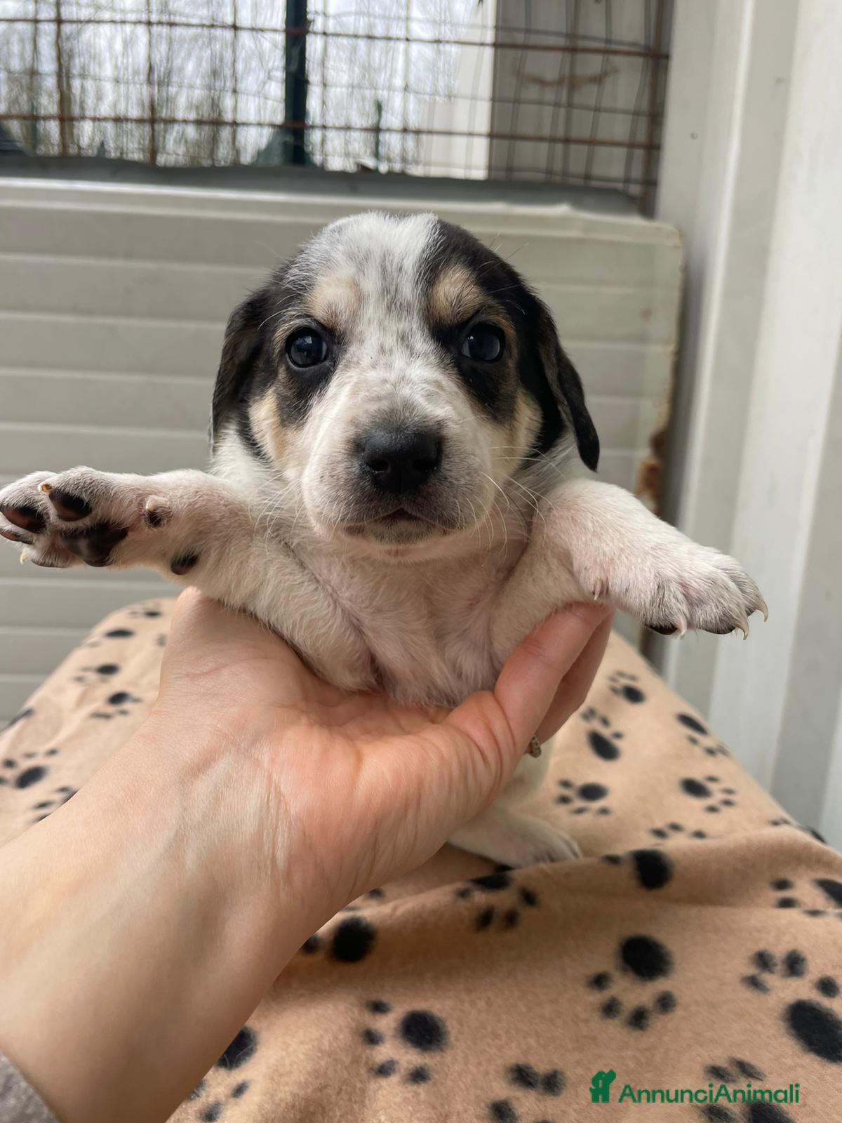 Segugio cani SIRYA HALLEY ELETTRA SELENE CLEMENTINA CELIAA - Annuncio 1