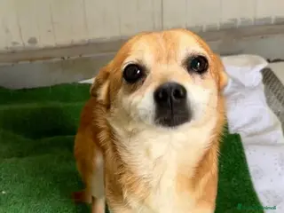 Meticcio cani Ciruzzo mini cagnolino in canile - Annuncio 1