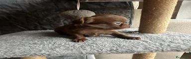 Chihuahua Cucciolo 2 pelo lungo cioccolato 