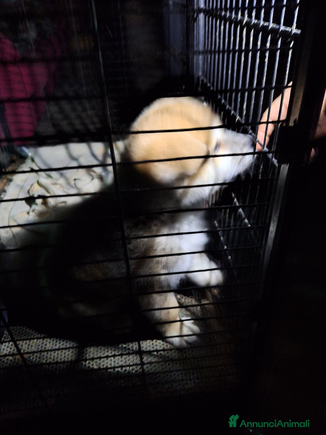 Akita Inu cani in vendita: Cucciolo fulvo akita  - Annuncio 2