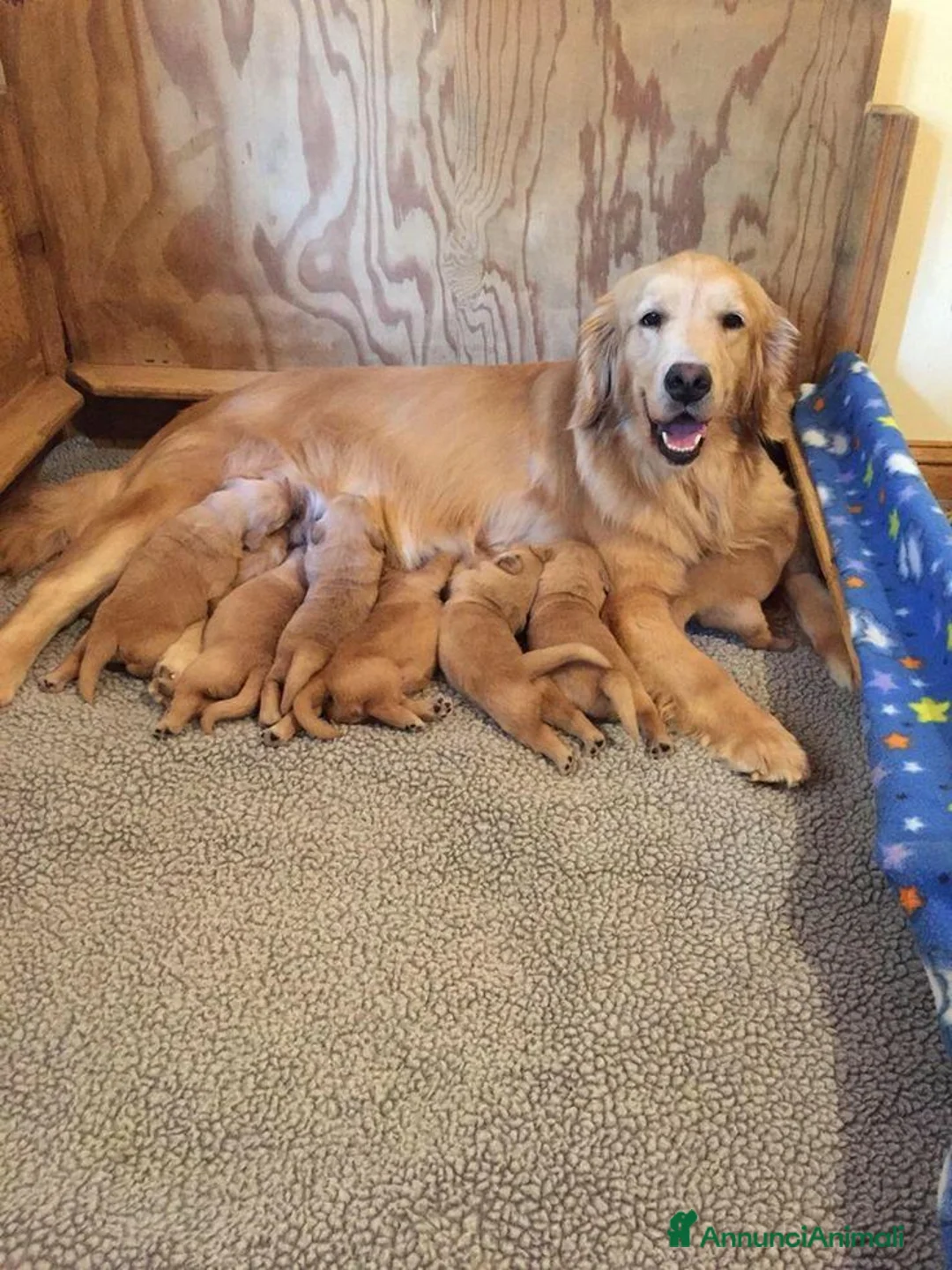 Golden Retriever cani in regalo: Cuccioli di Golden Retriever  a Città Metropolitana di Torino - Annuncio 2