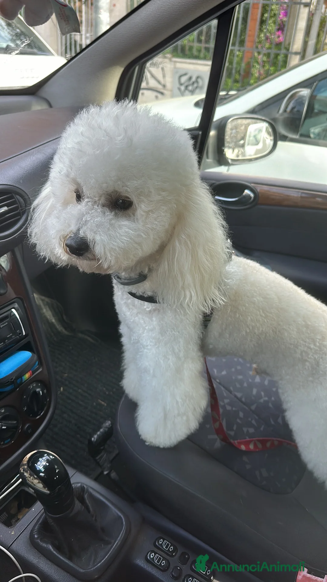 Barboncino Toy cani per accoppiamento: 🐩 HERMES CERCA UNA CAGNOLINA PER LA MONTA 🐩  a Città metropolitana di Roma Capitale - Annuncio 2