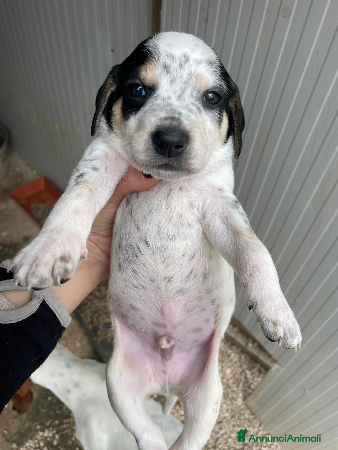 Segugio cani in regalo: ADOTTA COSMO - Annuncio 1