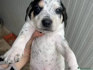 Segugio cani ADOTTA COSMO - Annuncio 3