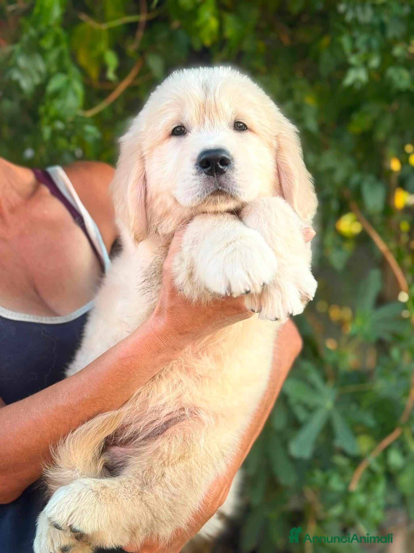Golden Retriever cani Cucciolo Golden retriever in pronta consegna  - Annuncio 2