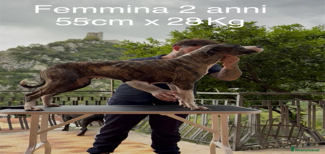 Immagine della galleria {{count}}