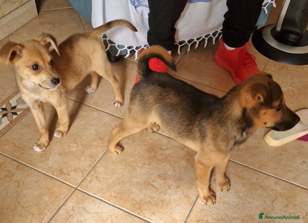 Meticcio cani in regalo: PEDRO E PIA - Annuncio 2