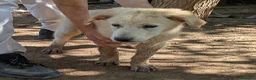 Meticcio cani in regalo: Cuccioli meticci cercano casa - Annuncio 14