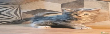 Maine Coon Gattino 4