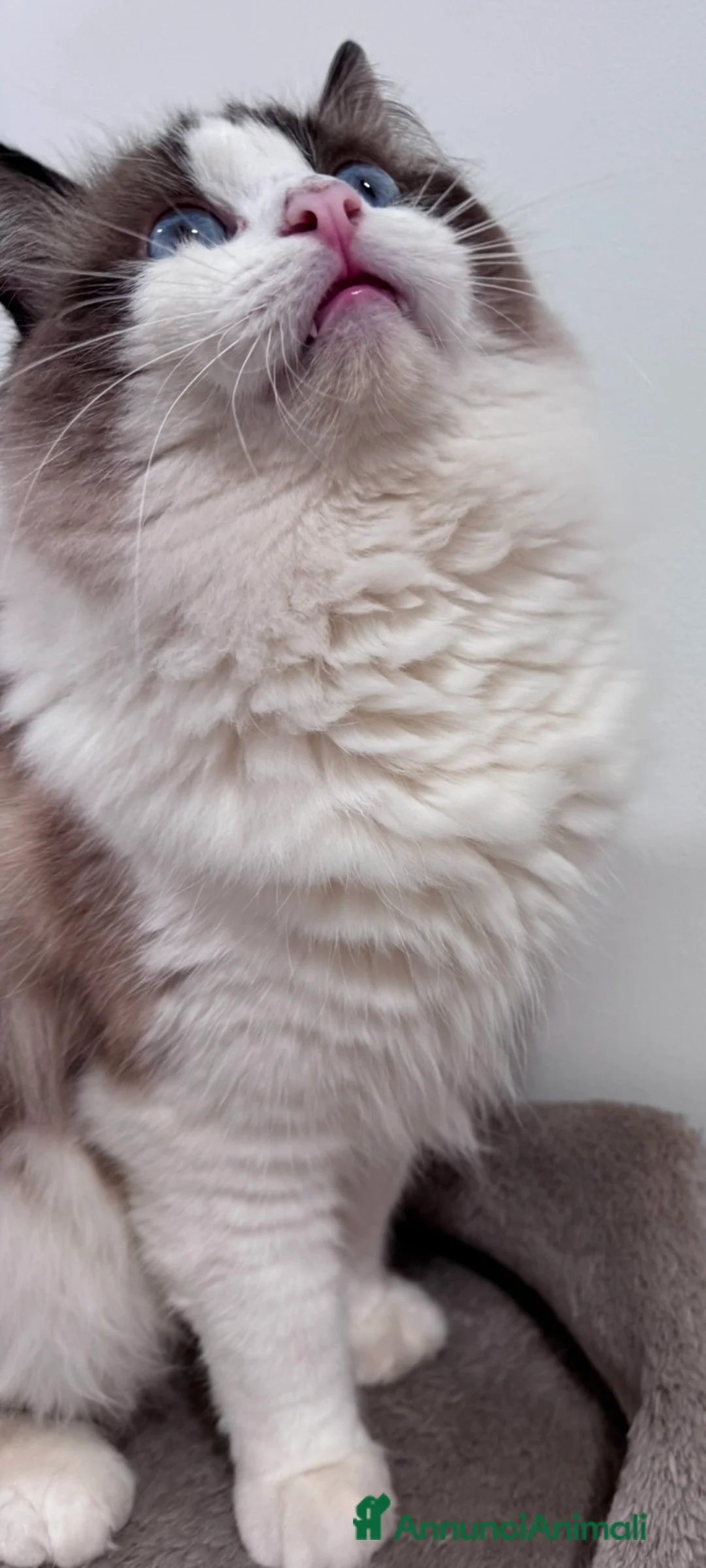 Ragdoll gatti in vendita: Ragdoll cuccioli disponibili  - Annuncio 6