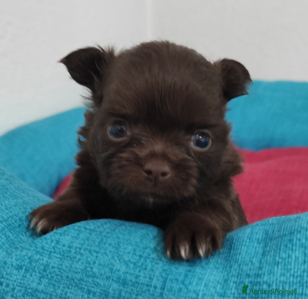 Chihuahua cani in vendita: Cuccioli di chihuahua a pelo lungo - Immagine 4